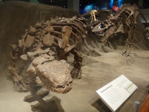 Ankylosaurus